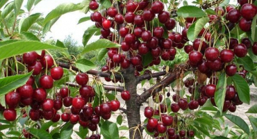 Je možné pěstovat třešeň z pecky doma a jak pečovat o sazenici